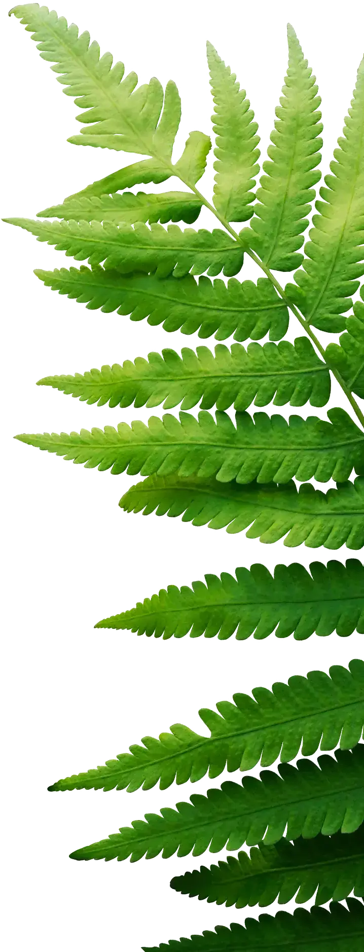 Fern Image